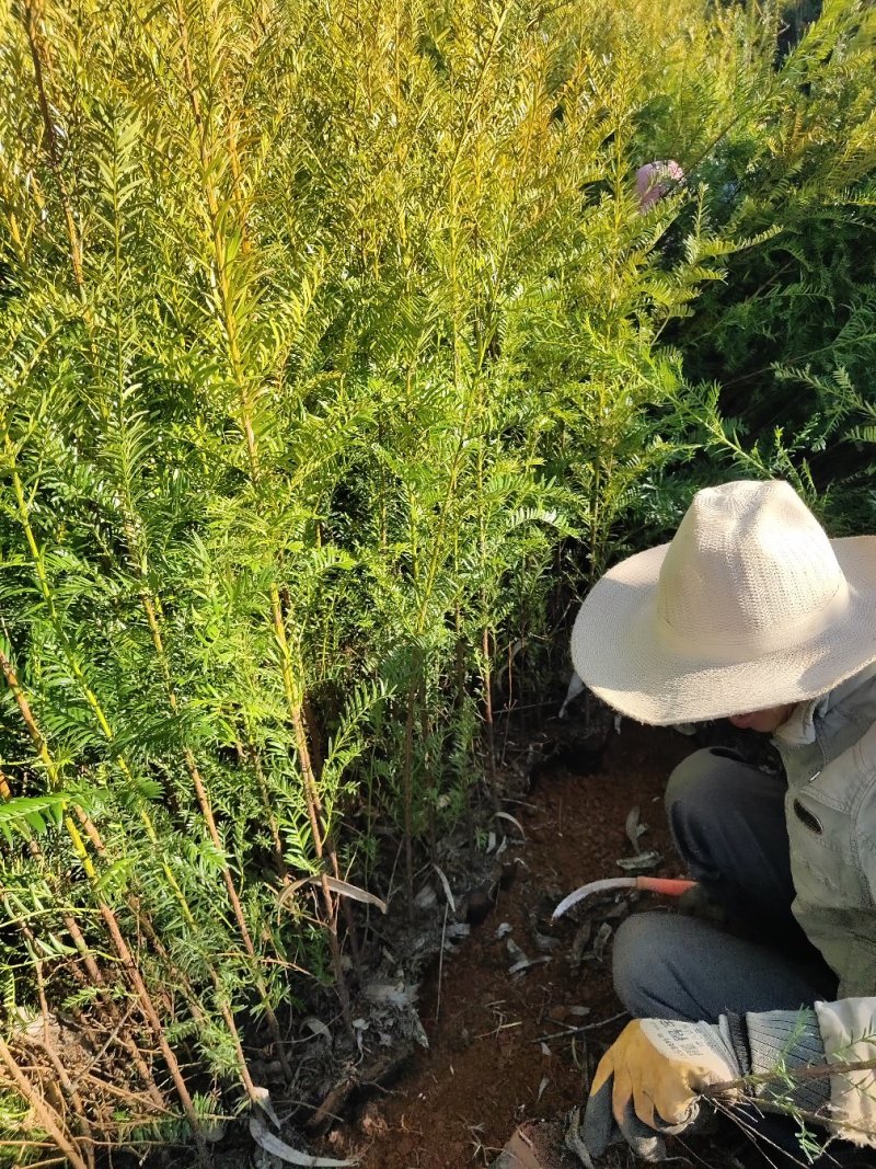 红豆杉小袋苗