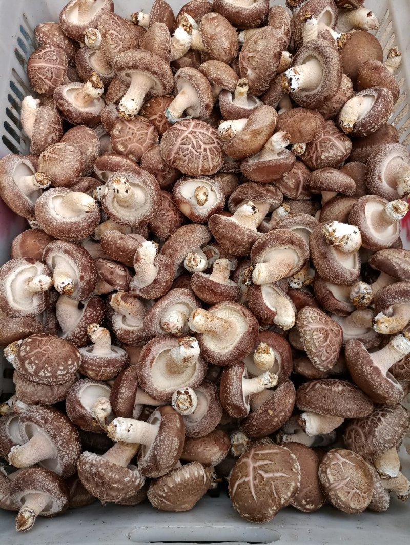 808香菇不开伞1%鲜货5~6cm