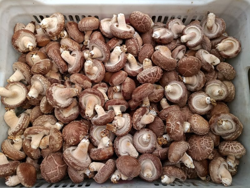 808香菇不开伞1%鲜货5~6cm
