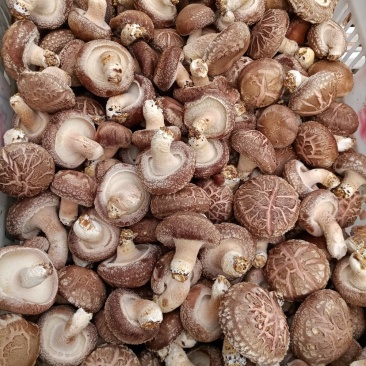 808香菇不开伞1%鲜货5~6cm