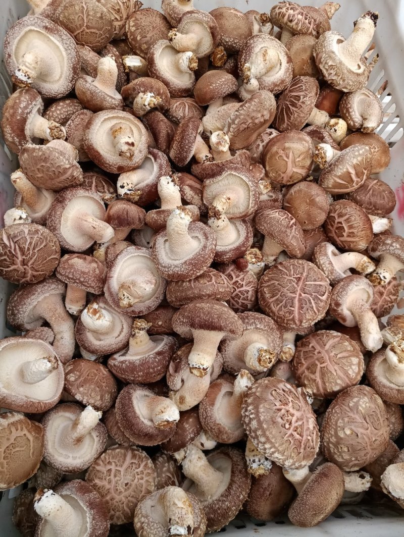 808香菇不开伞1%鲜货5~6cm
