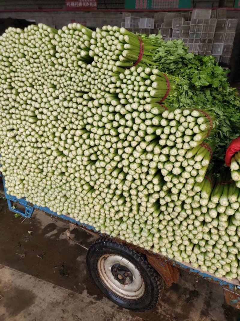 精品芹菜大量上市中，常年供应各大超市、加工厂、各大市场…