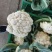 有机花菜，松花菜，白面青梗松花菜，市场，加工厂货