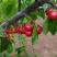 红灯，早大果，美早，樱桃～优质货源～欢迎询价