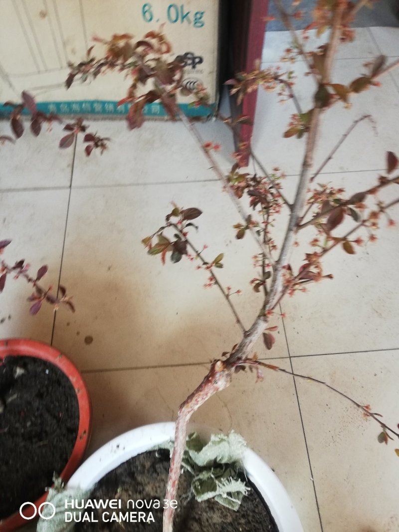 乔木钙果紫色钙果苗