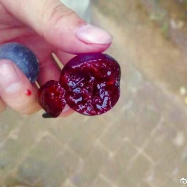 钙果苗紫色钙果紫叶钙果