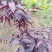 钙果苗紫色钙果紫叶钙果