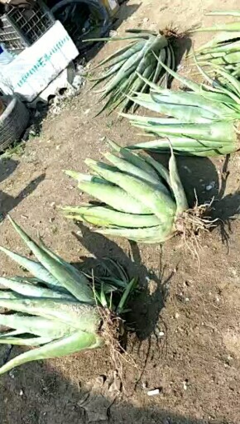诚招代理：各种规格的纯种库拉索大芦荟和芦荟种苗，诚招代理