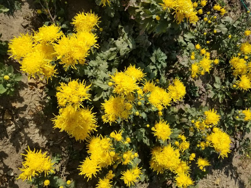 100亩金丝皇菊特价批发已经烘干，欢迎有实力的来电咨询，