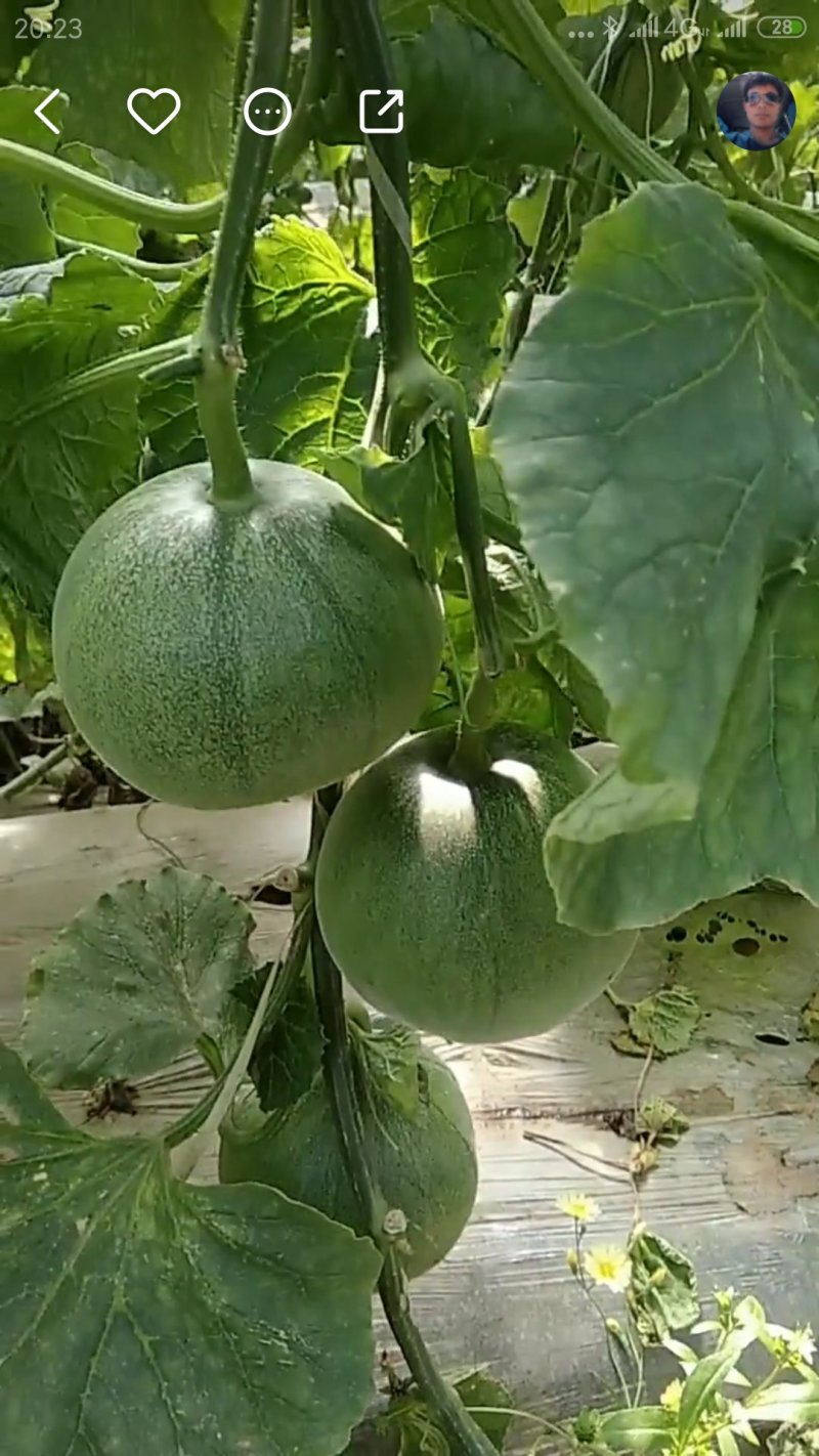 绿宝