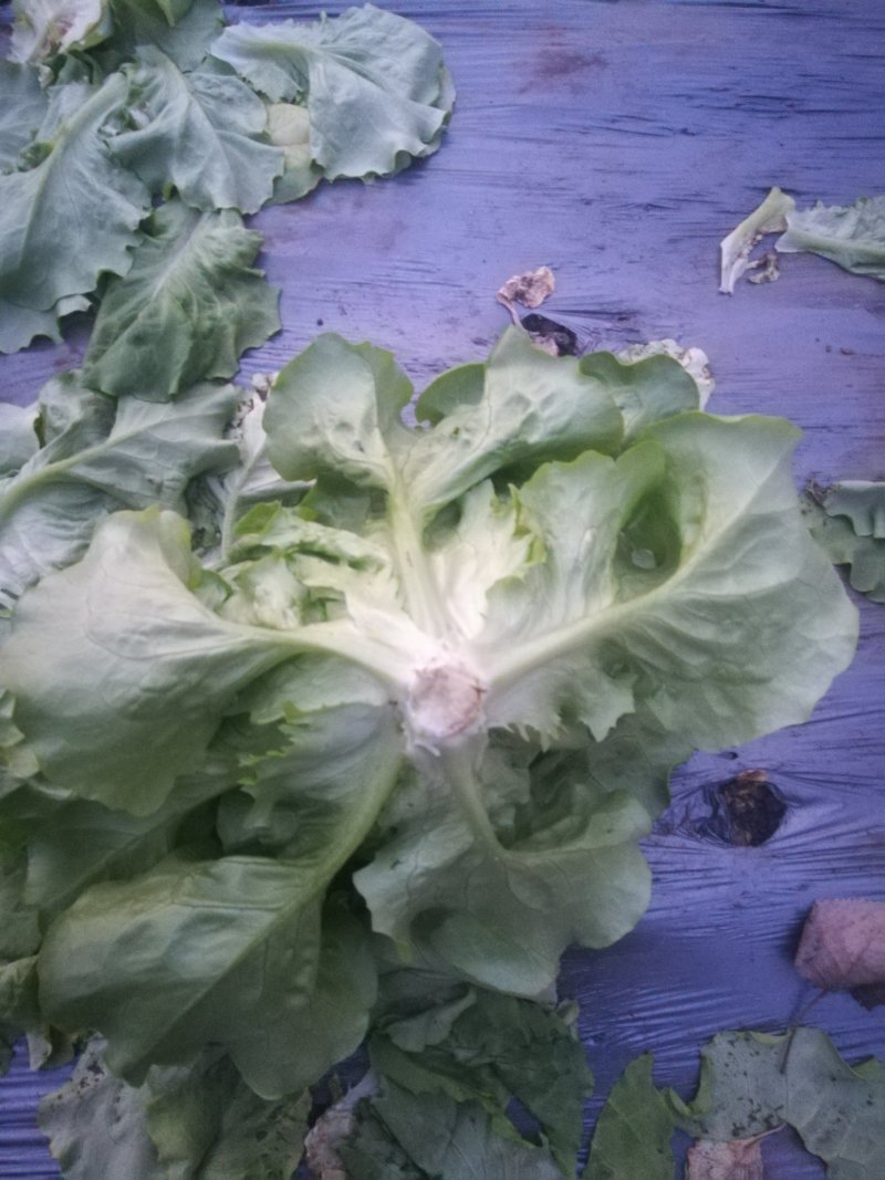 意大利罗马生菜