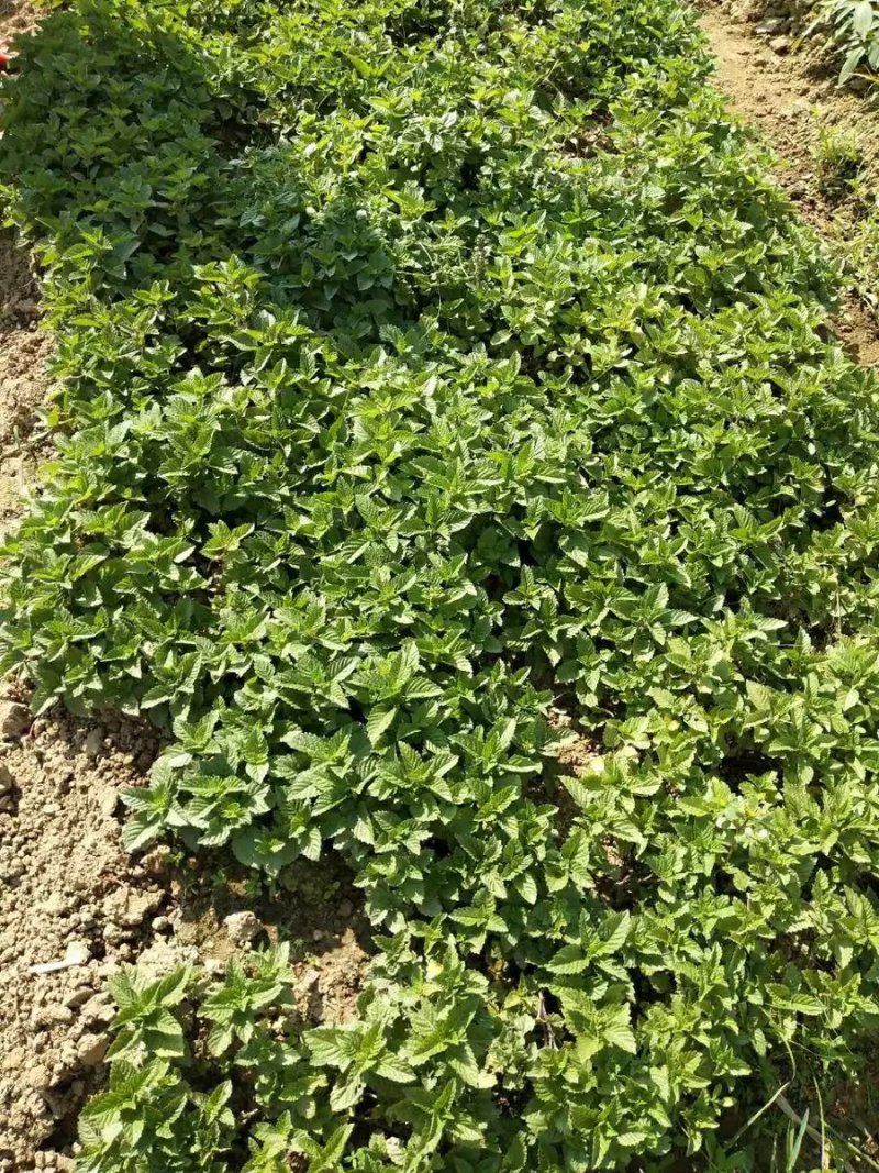 凉粉草烧仙草5块一斤邮费自付