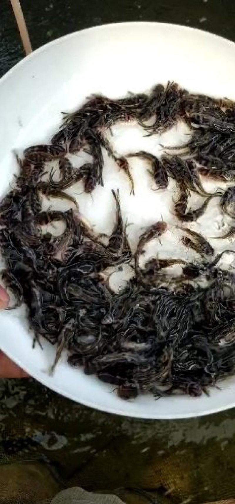 黄颡鱼苗黄辣丁鱼苗黄骨鱼苗3-5cm