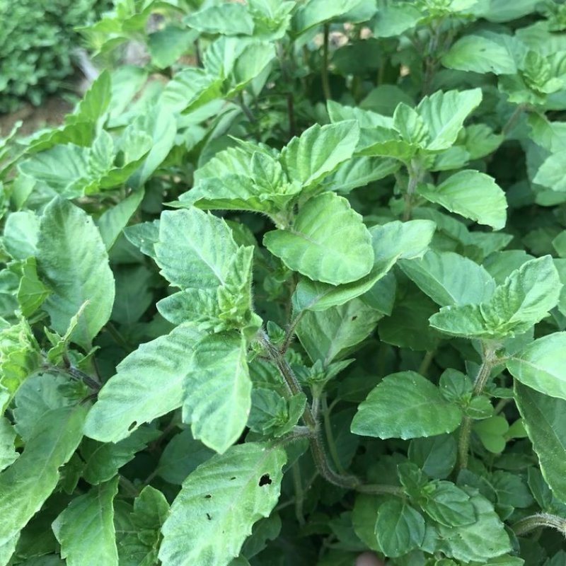 凉粉草，烧仙草5块一斤邮费自付