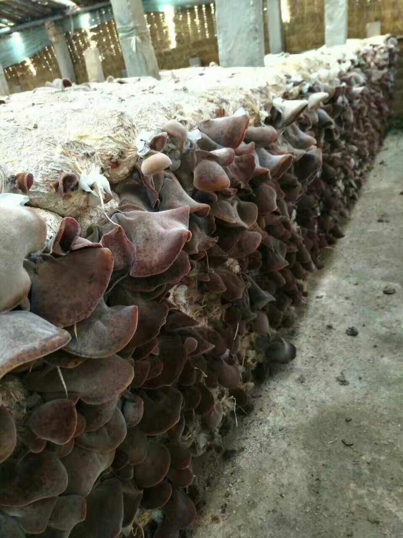 江苏毛木耳