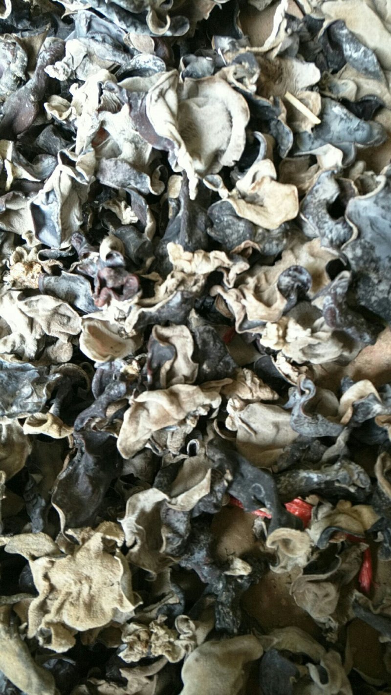 江苏毛木耳