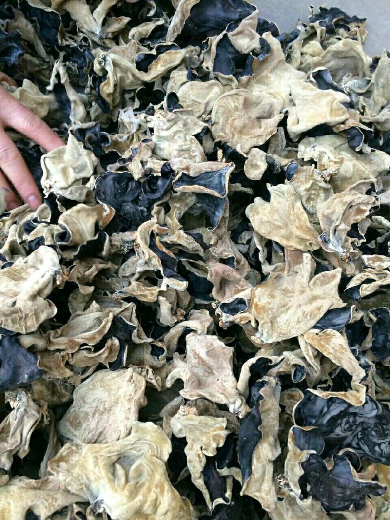 江苏毛木耳