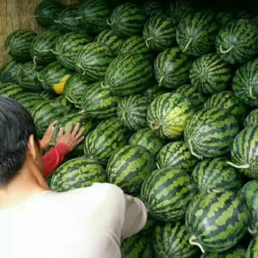 甜王西瓜大量上了，有需要的客户请打电话！