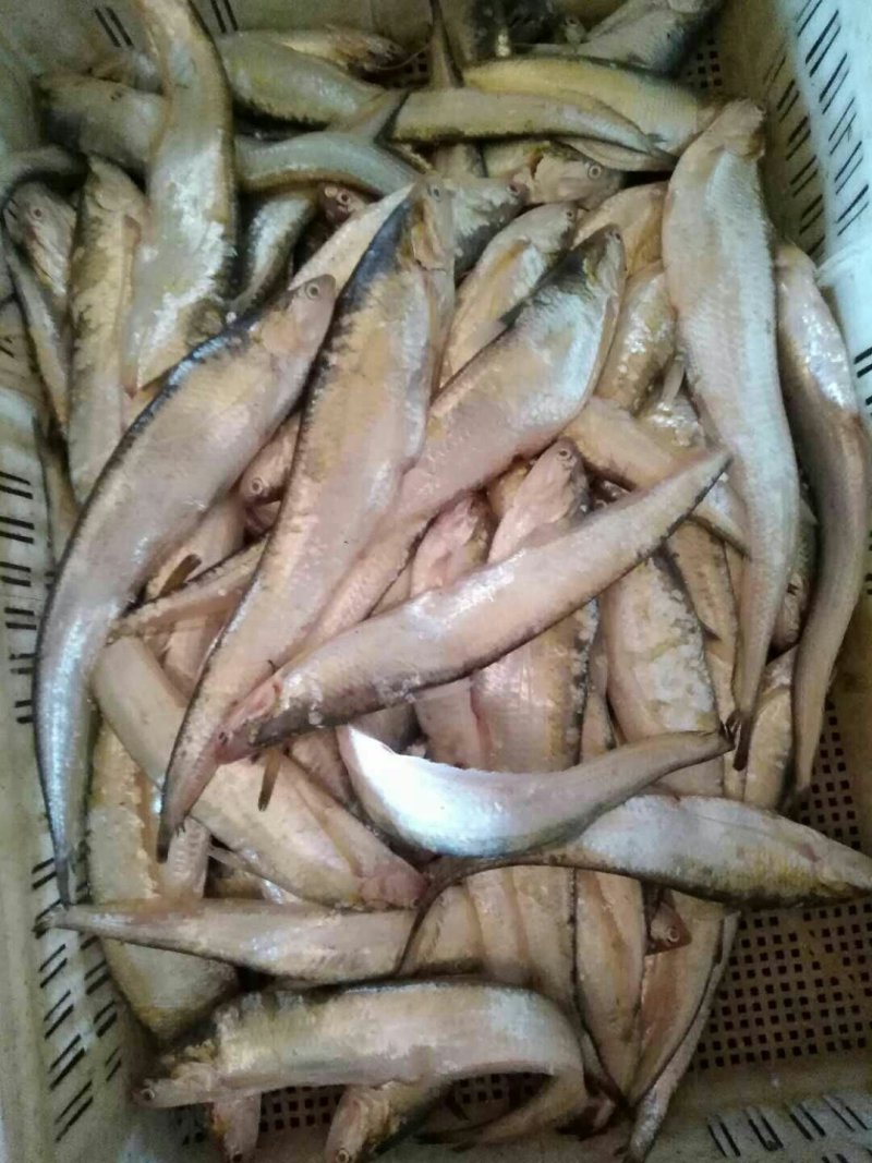 纯野生江鲤鱼，江刀鱼！