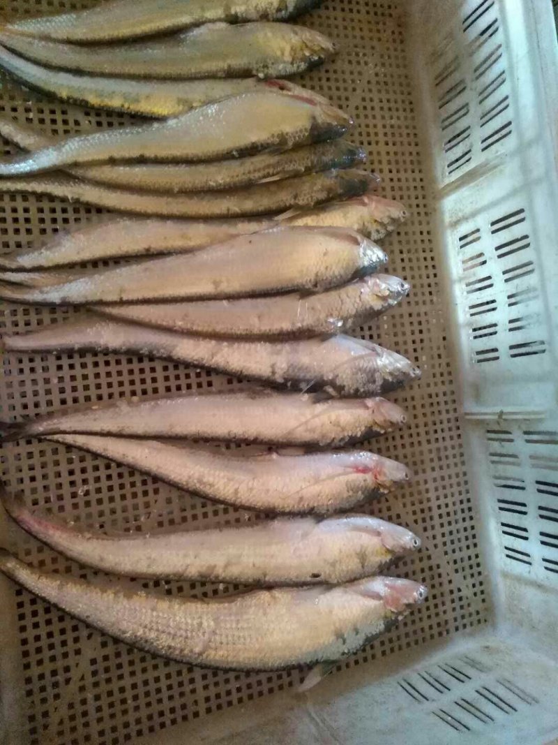 纯野生江鲤鱼，江刀鱼！