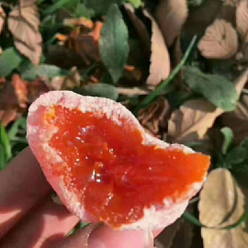 现货陕西富平柿饼霜冻更蜜甜新货上市产地直发包邮