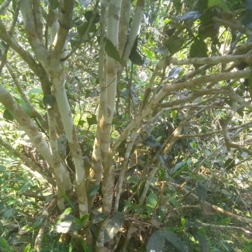 普洱茶