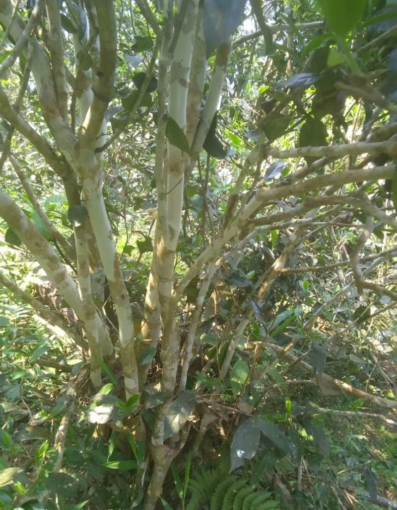 普洱茶