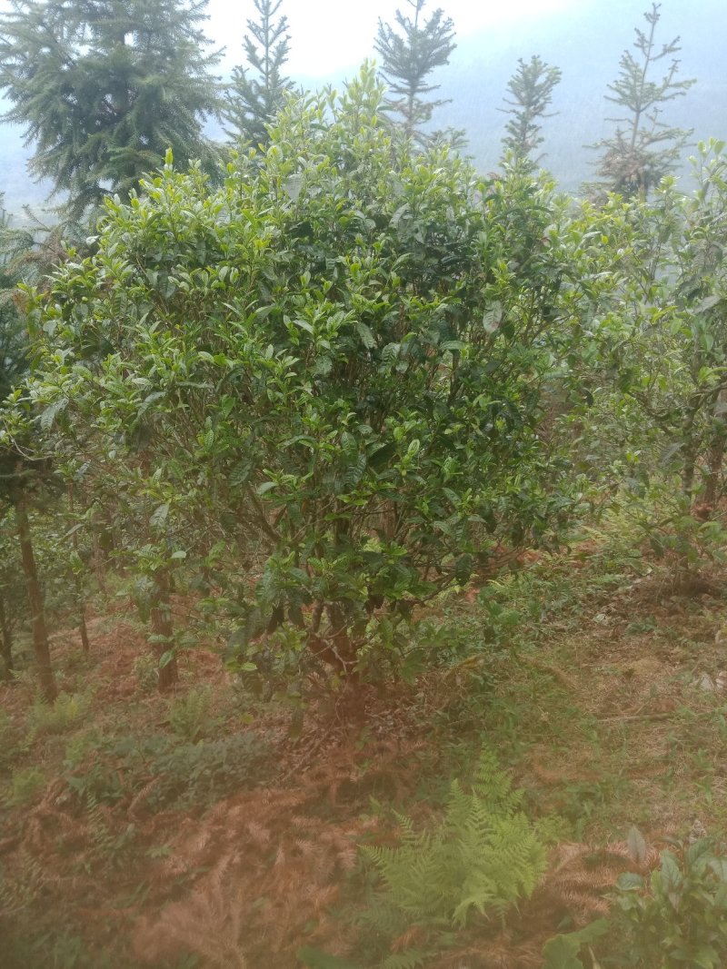 普洱茶
