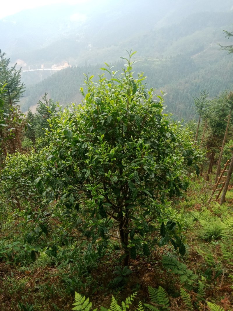 普洱茶