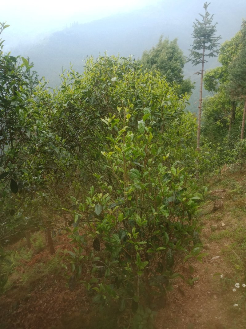 普洱茶