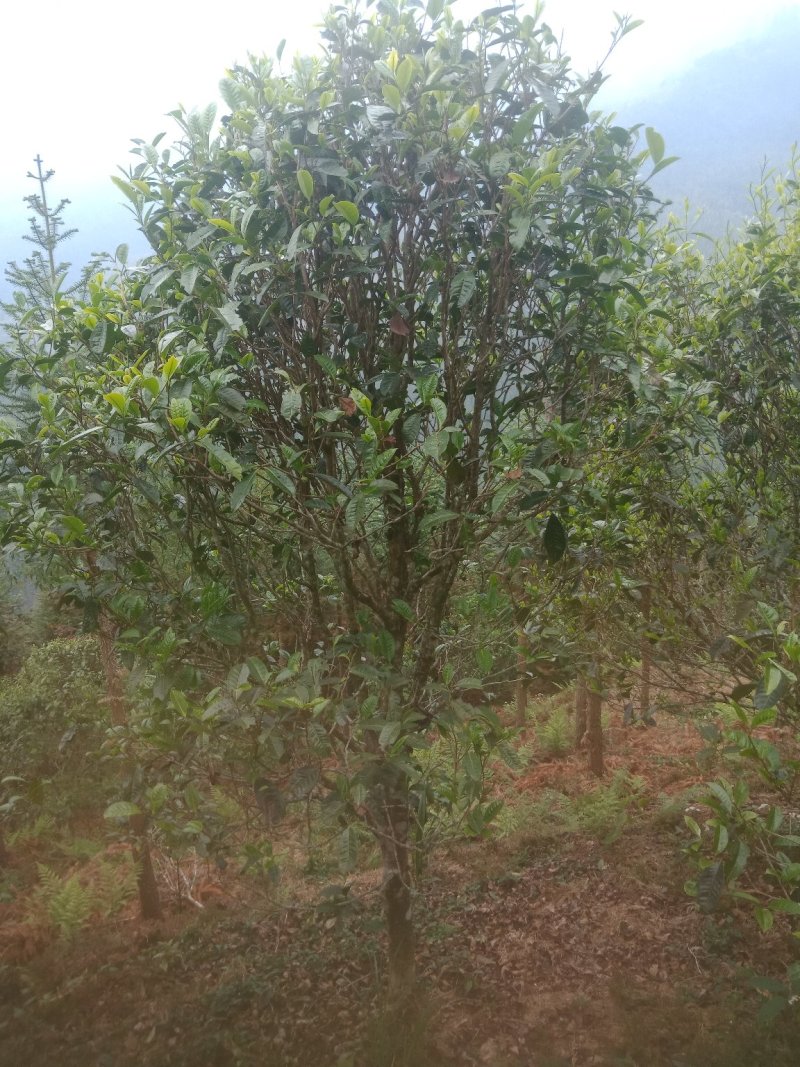 普洱茶