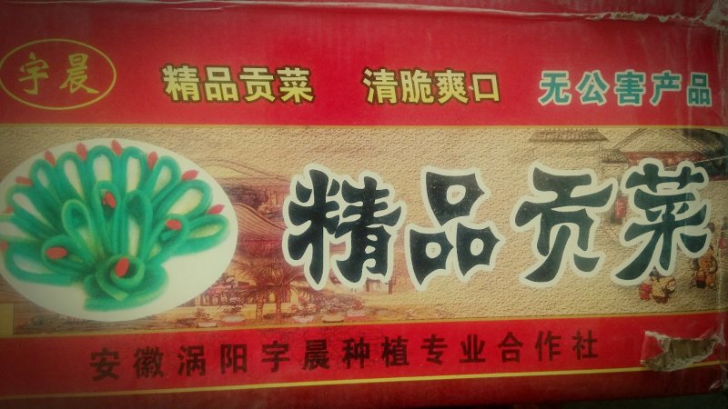贡菜