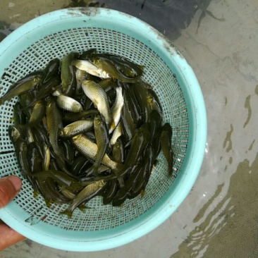 草鱼苗夏花，寸苗大量供应