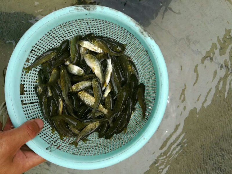 草鱼苗夏花，寸苗大量供应