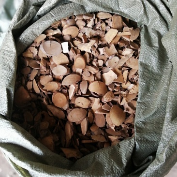 新鲜乌药，切片靓，饮片级