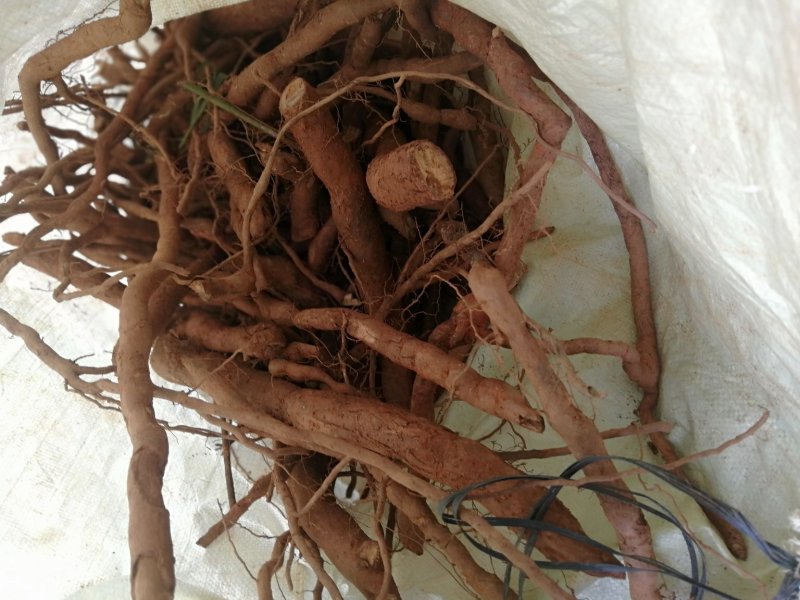 新鲜乌药，切片靓，饮片级