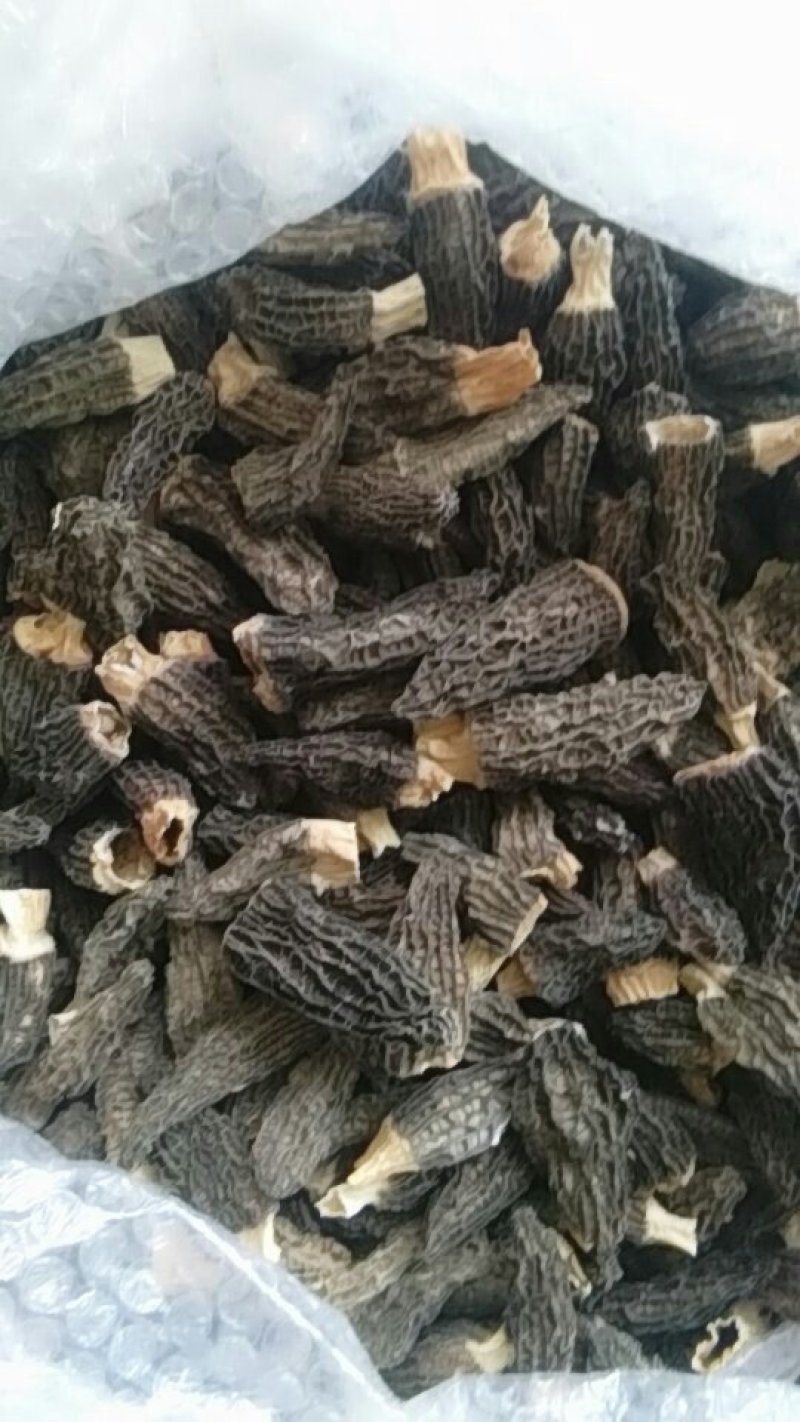棚种羊肚菌干货