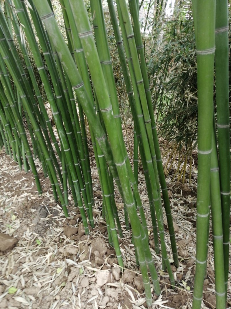 青竹苗，早园竹苗，袋竹苗