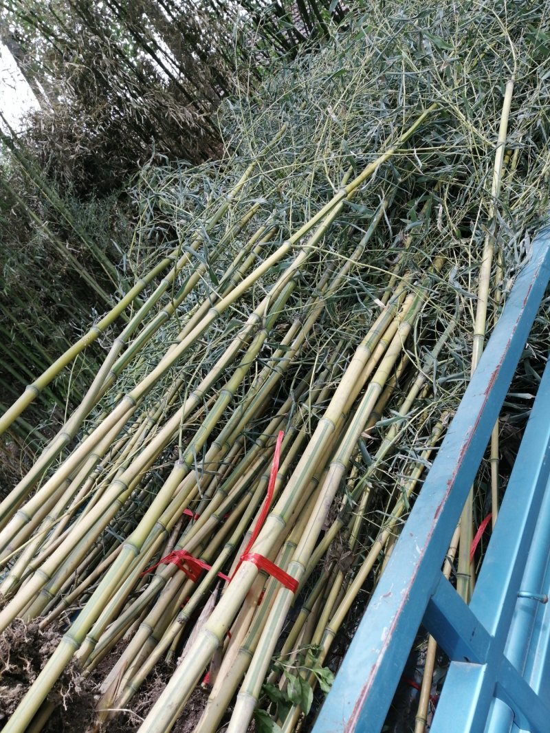 青竹苗，早园竹苗，袋竹苗
