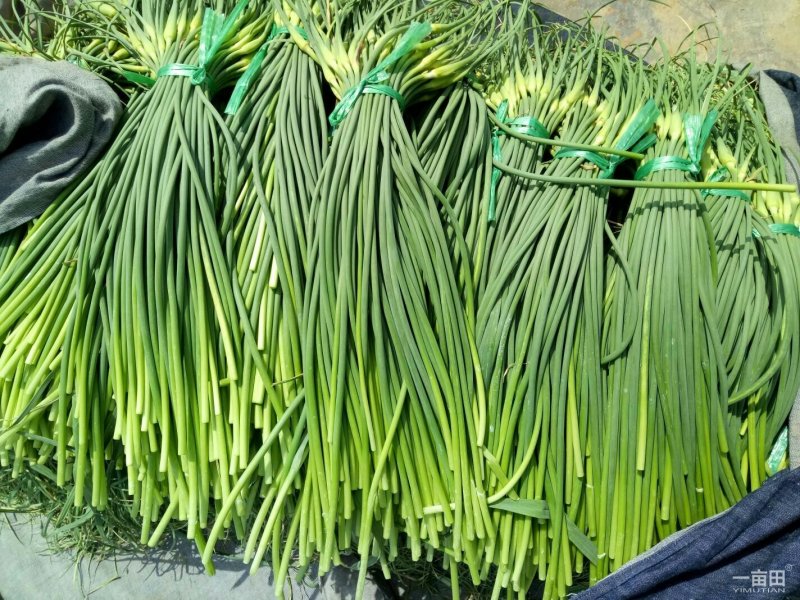 山东惠民红帽蒜苔大量上市