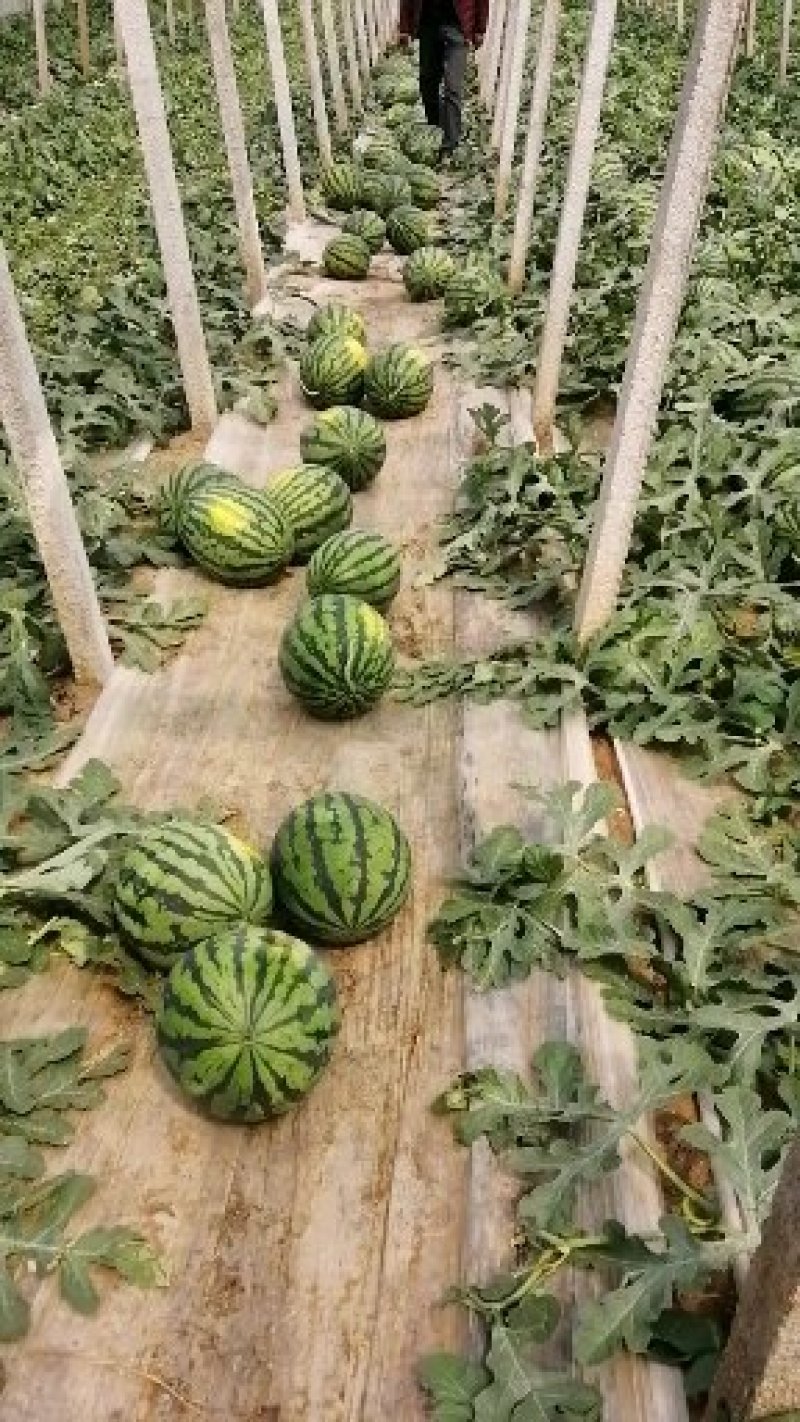 甜王西瓜