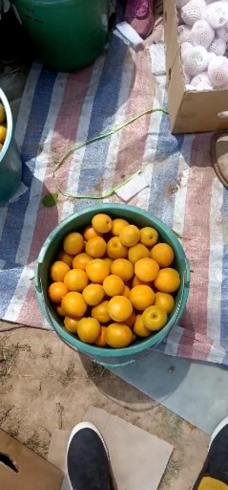 杏子大量上市