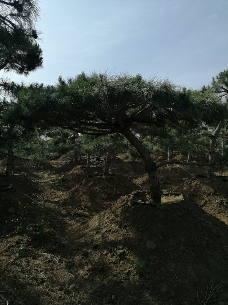 油松造型松