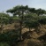 油松造型松