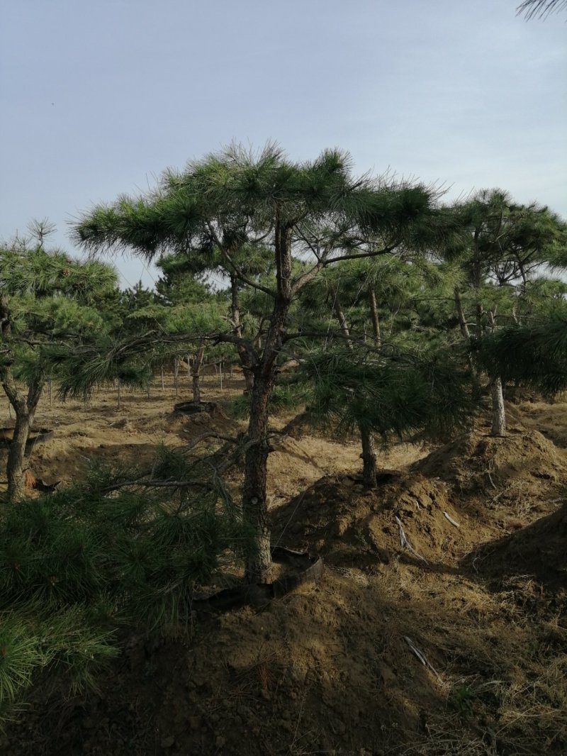油松造型松
