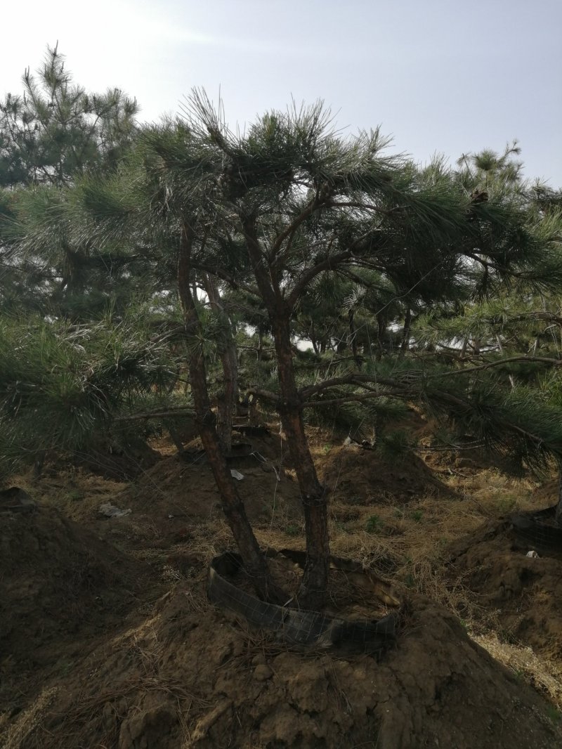 油松造型松