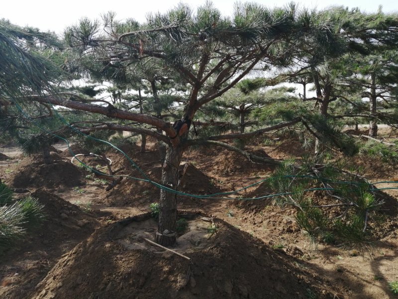 油松造型松