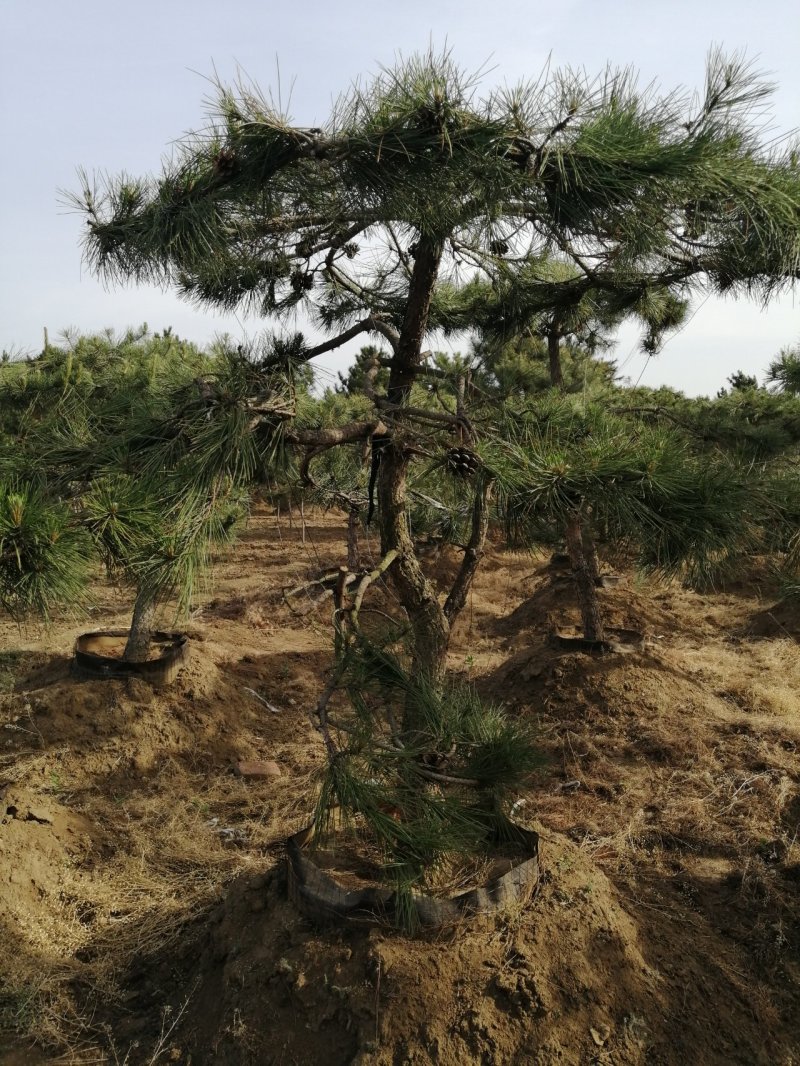 油松造型松