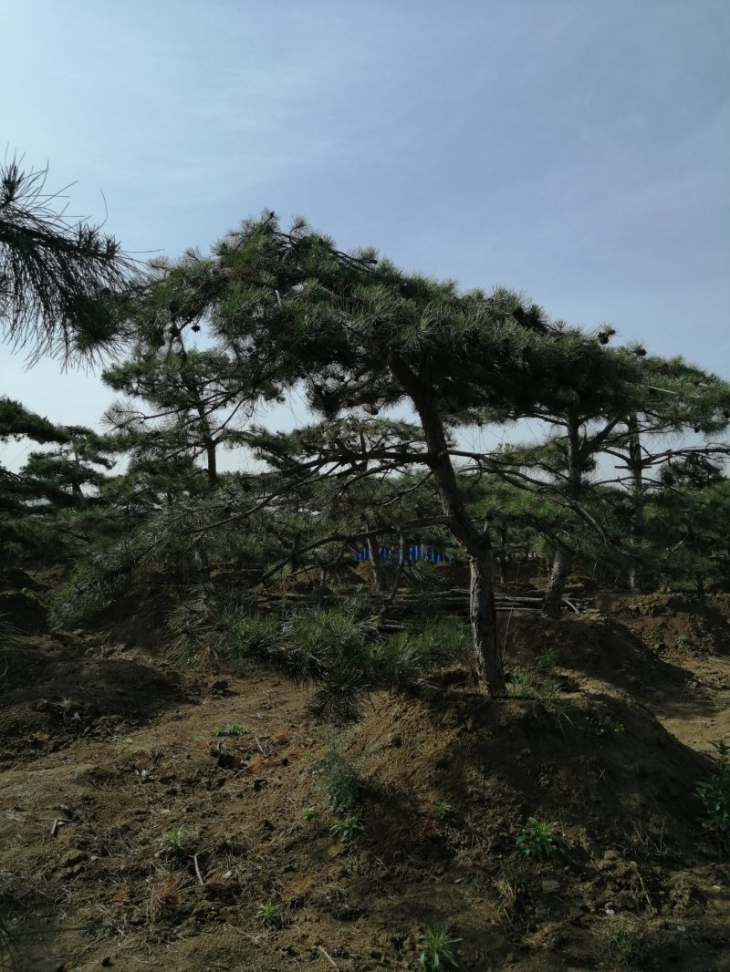油松造型松