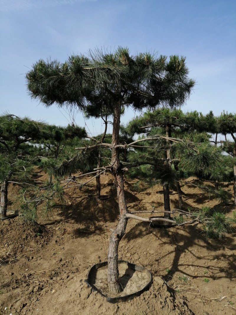油松造型松